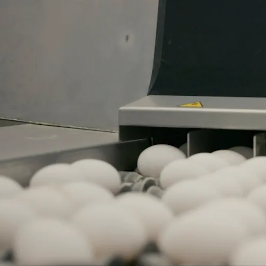 Jaja wjeżdżają rzędami pod moduł wizyjny Meggsius Select