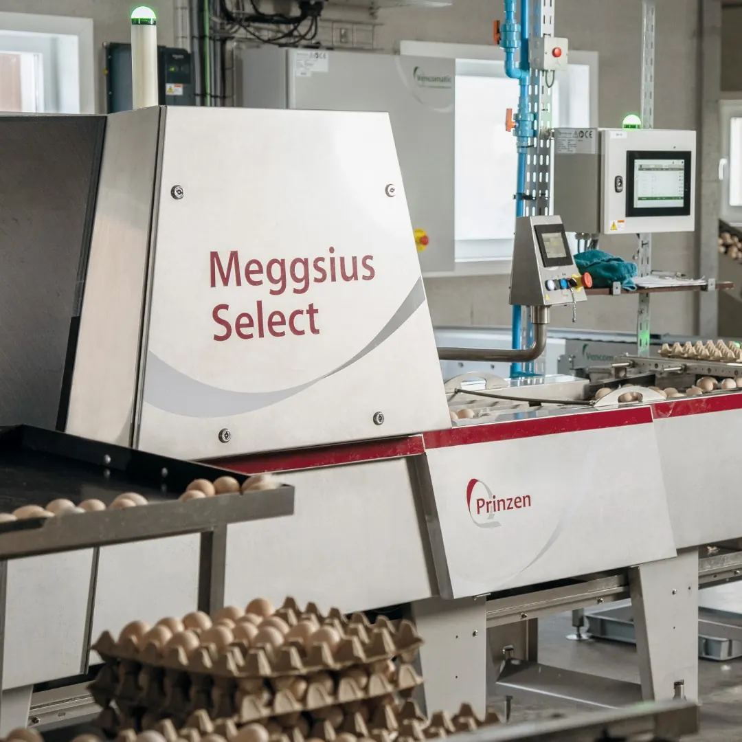 Meggsius Select marki Prinzen przy selekcji brązowych jaj konsumpcyjnych
