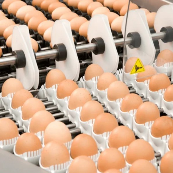 Układanie jaj na tackach lęgowych w pakowaczce Prinzen OvosetPro