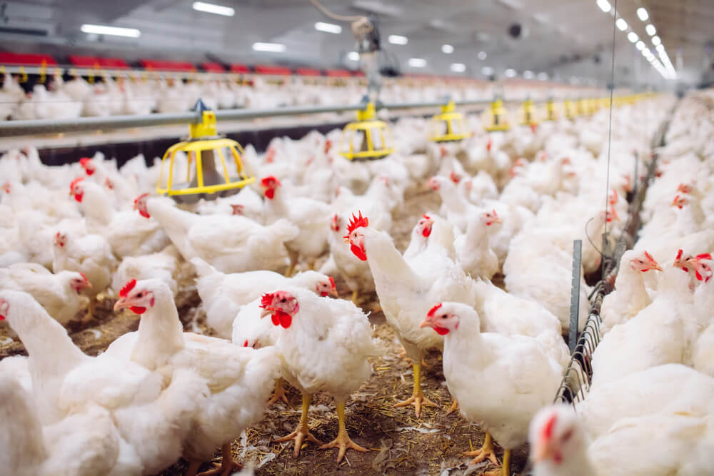 Technology of Farming | Ogrzewanie pomieszczeń inwentarskich – na co zwrócić uwagę? Technology of Farming | Ogrzewanie pomieszczeń inwentarskich – na co zwrócić uwagę?