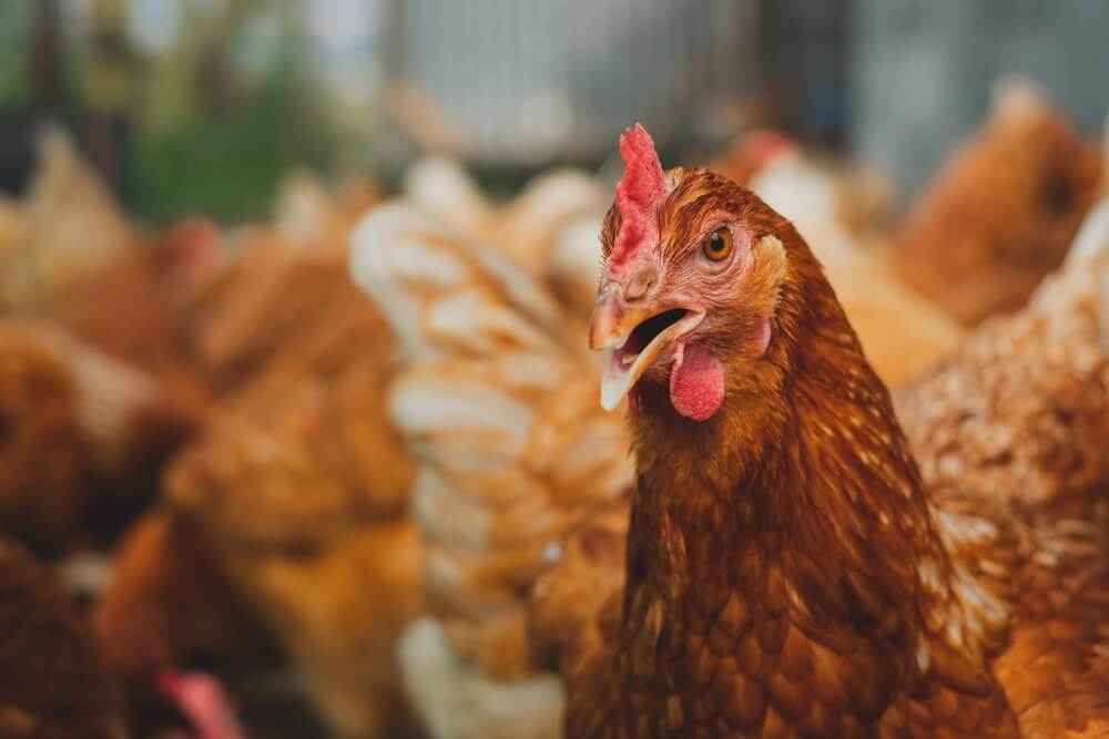Technology of Farming | Ogrodzenia elektryczne dla zwierząt gospodarskich – na co zwrócić uwagę przy wyborze? Technology of Farming | Ogrodzenia elektryczne dla zwierząt gospodarskich – na co zwrócić uwagę przy wyborze?