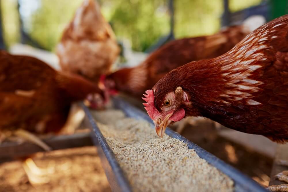 Technology of Farming | Mieszanki paszowe i uzupełniające w hodowli drobiu i świń – jak wybrać dobre mieszanki? Technology of Farming | Mieszanki paszowe i uzupełniające w hodowli drobiu i świń – jak wybrać dobre mieszanki?