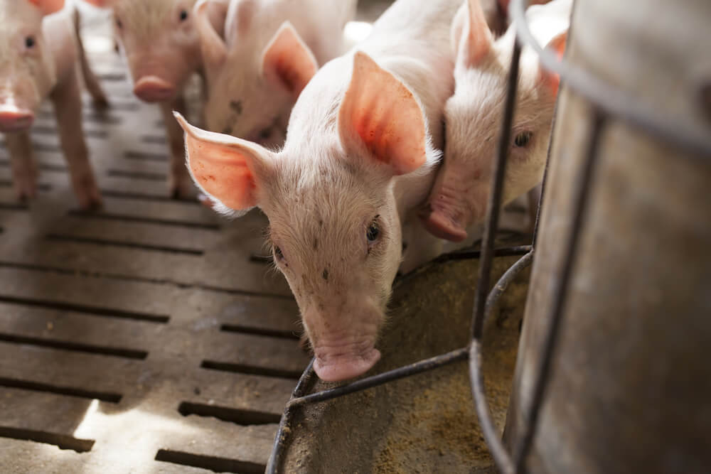 Technology of Farming | Wyposażenie chlewni - czego nie może zabraknąć? Technology of Farming | Wyposażenie chlewni - czego nie może zabraknąć?
