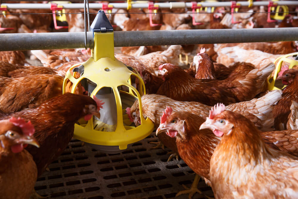 Technology of Farming | Wpływ systemów karmienia na zdrowie i produktywność stad rodzicielskich Technology of Farming | Wpływ systemów karmienia na zdrowie i produktywność stad rodzicielskich