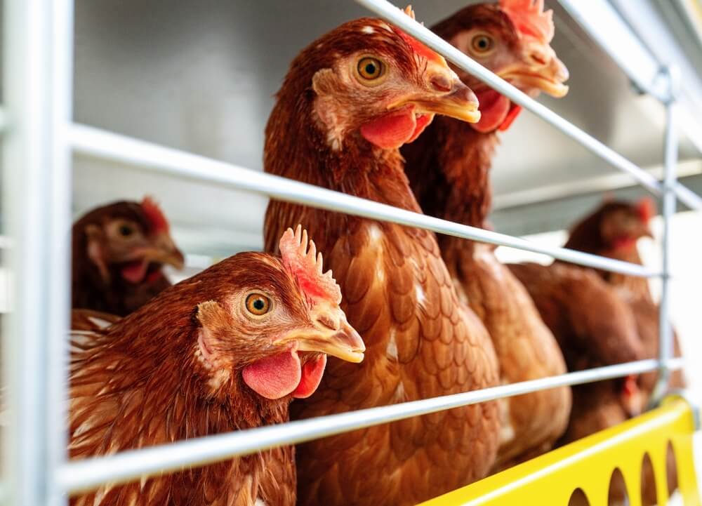 Technology of Farming | System wolierowy dla kur – sposób na powiększenie hodowli bez rozbudowy kurnika Technology of Farming | System wolierowy dla kur – sposób na powiększenie hodowli bez rozbudowy kurnika