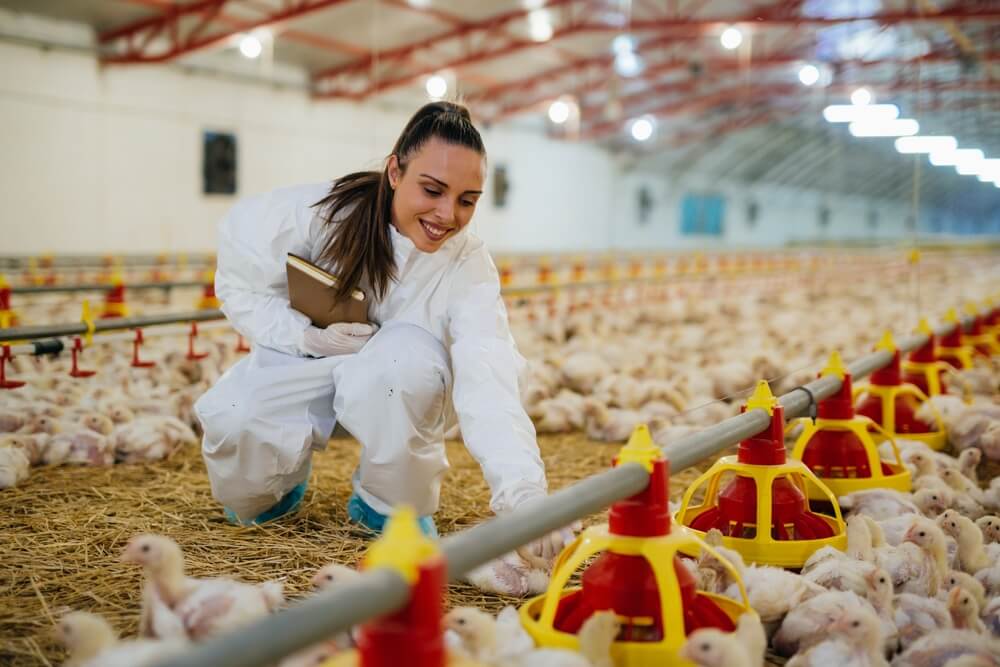 Technology of Farming | Zarządzanie klimatem w kurniku – jak zapewnić optymalne warunki dla drobiu? Technology of Farming | Zarządzanie klimatem w kurniku – jak zapewnić optymalne warunki dla drobiu?
